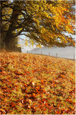 Top-Wood-Stourhead-Autumn
